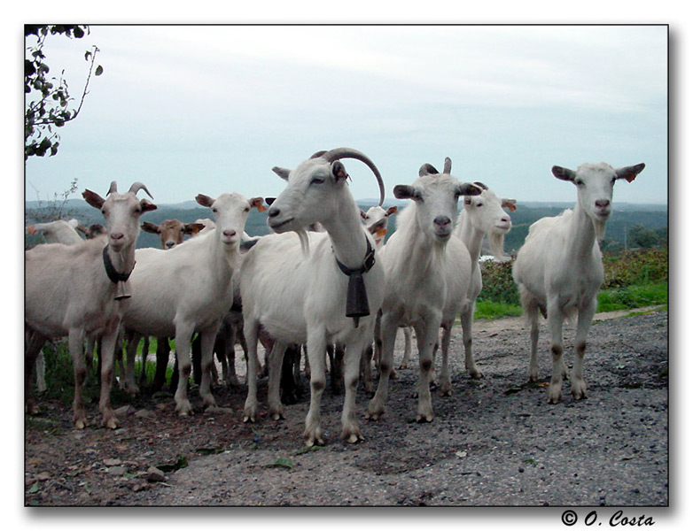 photo "Goat Herd" tags: nature, travel, pets/farm animals