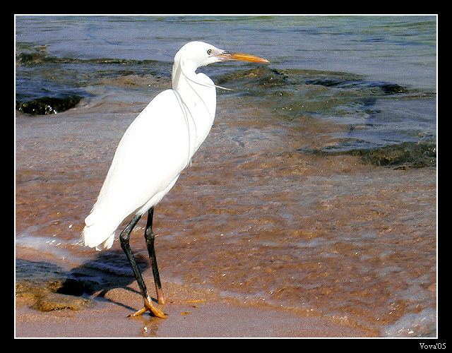 photo "***" tags: nature, wild animals