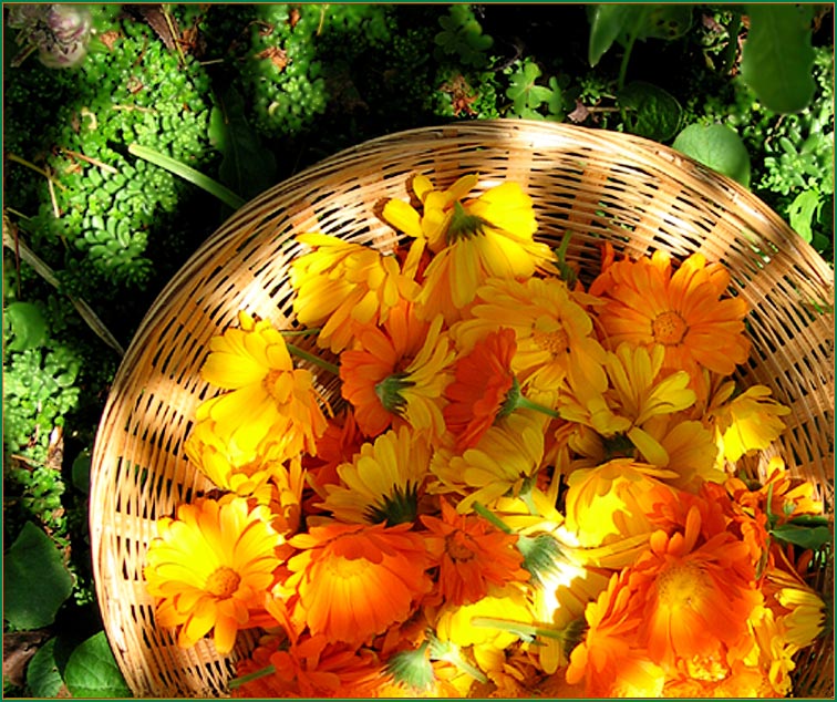 photo "Sunlight Basket" tags: nature, flowers