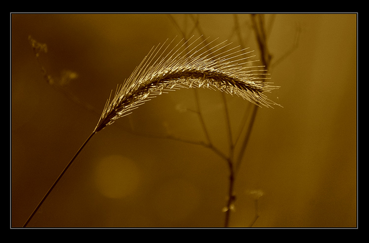 фото "Golden Morning" метки: природа, пейзаж, лето, цветы