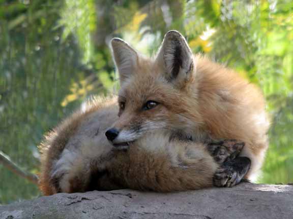 photo "The Fox" tags: nature, wild animals