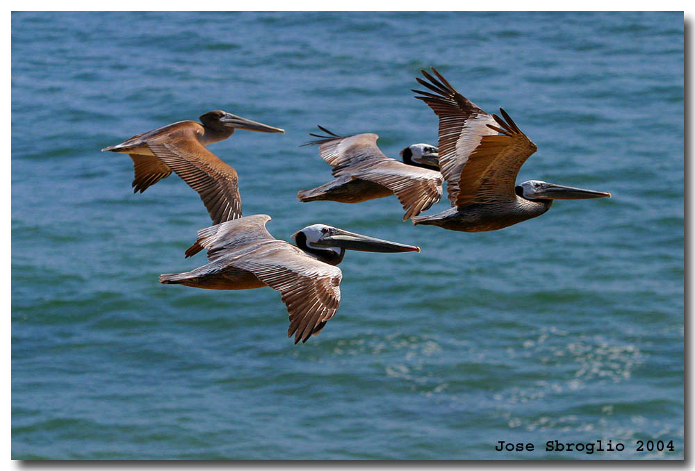 photo "Flying" tags: nature, travel, North America, wild animals