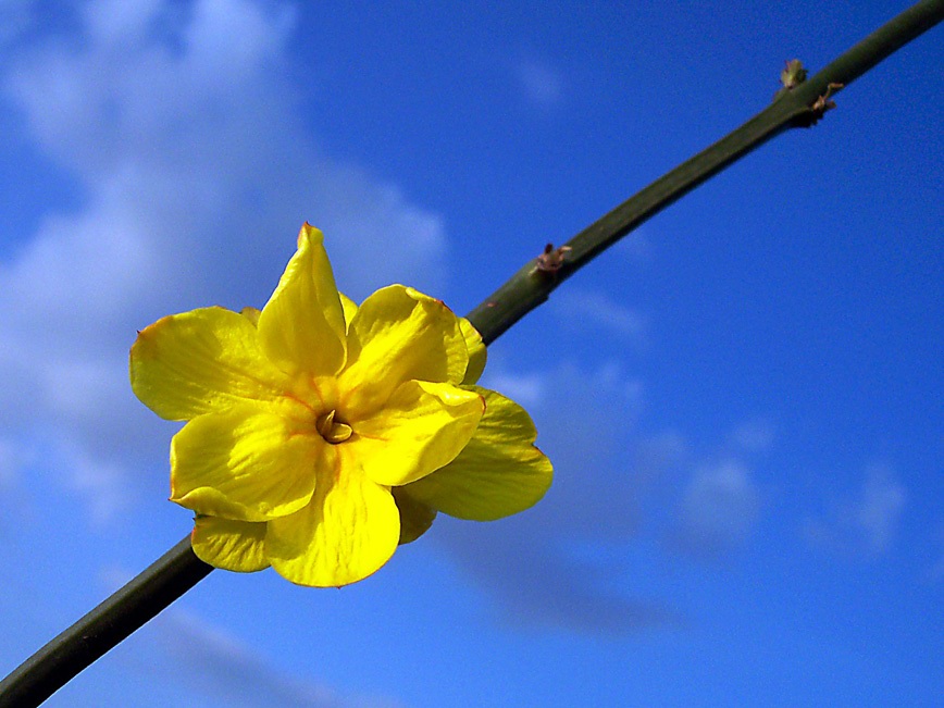 photo "flower" tags: macro and close-up, nature, flowers