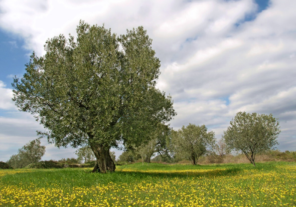 photo "The Older" tags: landscape, spring