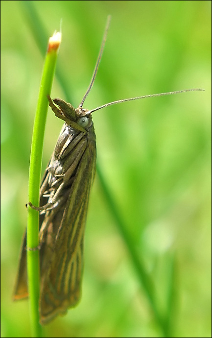 фото "~Глазастый гоблин~" метки: природа, макро и крупный план, насекомое