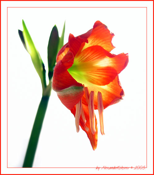 photo "Cartoon flower" tags: macro and close-up, nature, flowers