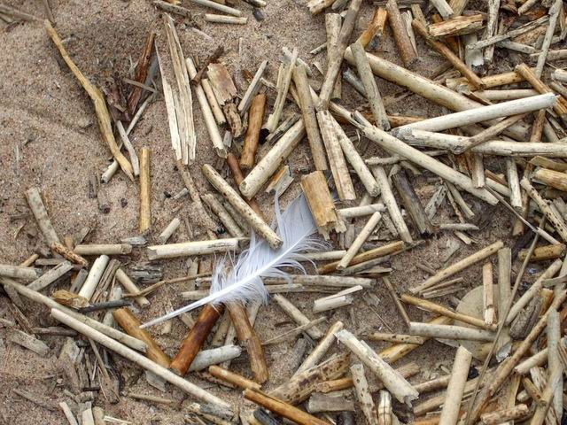 photo "feather" tags: macro and close-up, landscape, 