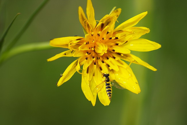 photo "***" tags: macro and close-up, nature, flowers