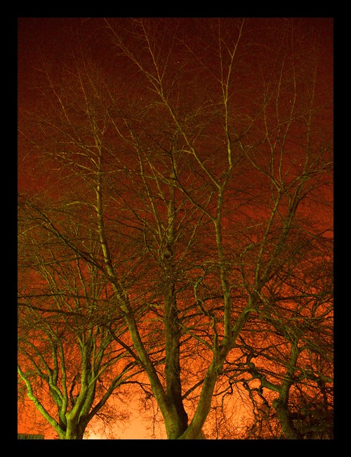 photo "Trees at night" tags: nature, flowers