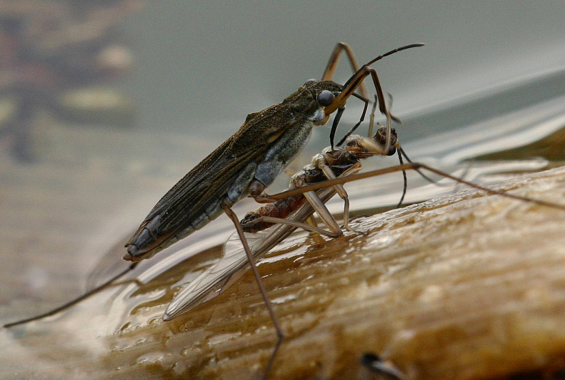 photo "Gerris lacustris ....and his Meal" tags: macro and close-up, 