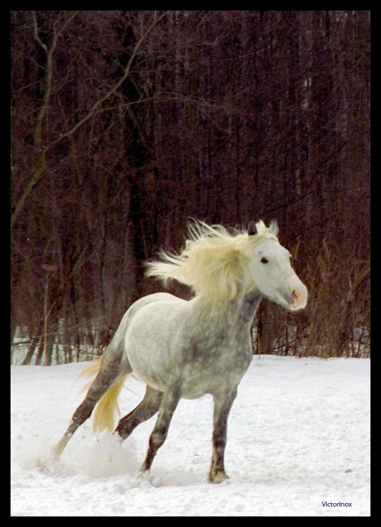 photo "Свободный" tags: nature, pets/farm animals