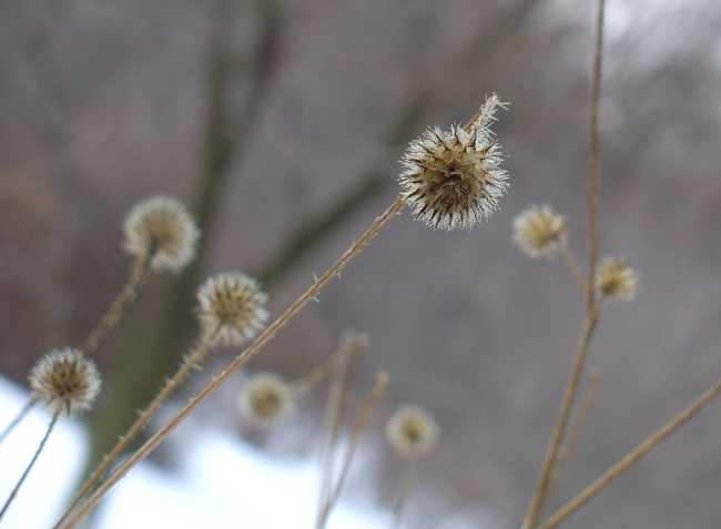 photo "***" tags: landscape, nature, flowers, winter