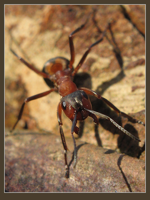 photo "~Curious Ant~" tags: nature, macro and close-up, insect