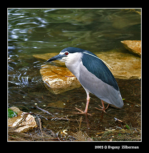 photo "The bird" tags: nature, wild animals
