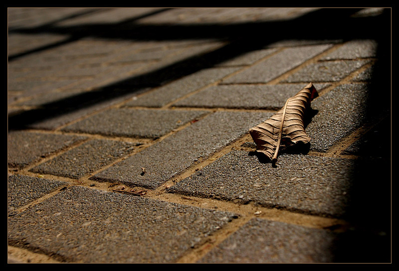 фото "shadow prospect..." метки: разное, макро и крупный план, 