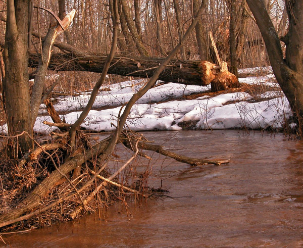 photo "What is necessary for happiness for a beaver?" tags: landscape, forest, spring