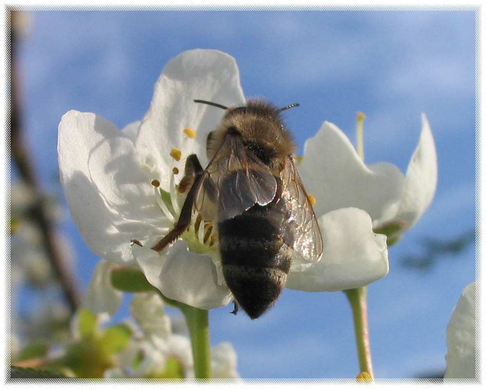 фото "первые пчелы :О)" метки: природа, макро и крупный план, насекомое