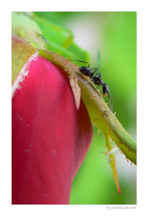 photo ""Ant"" tags: macro and close-up, 