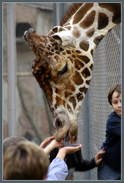 photo "Giraffe and children" tags: genre, nature, wild animals