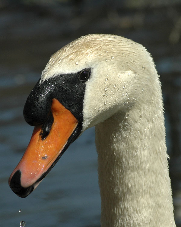 photo "portrait of swan" tags: nature, portrait, wild animals