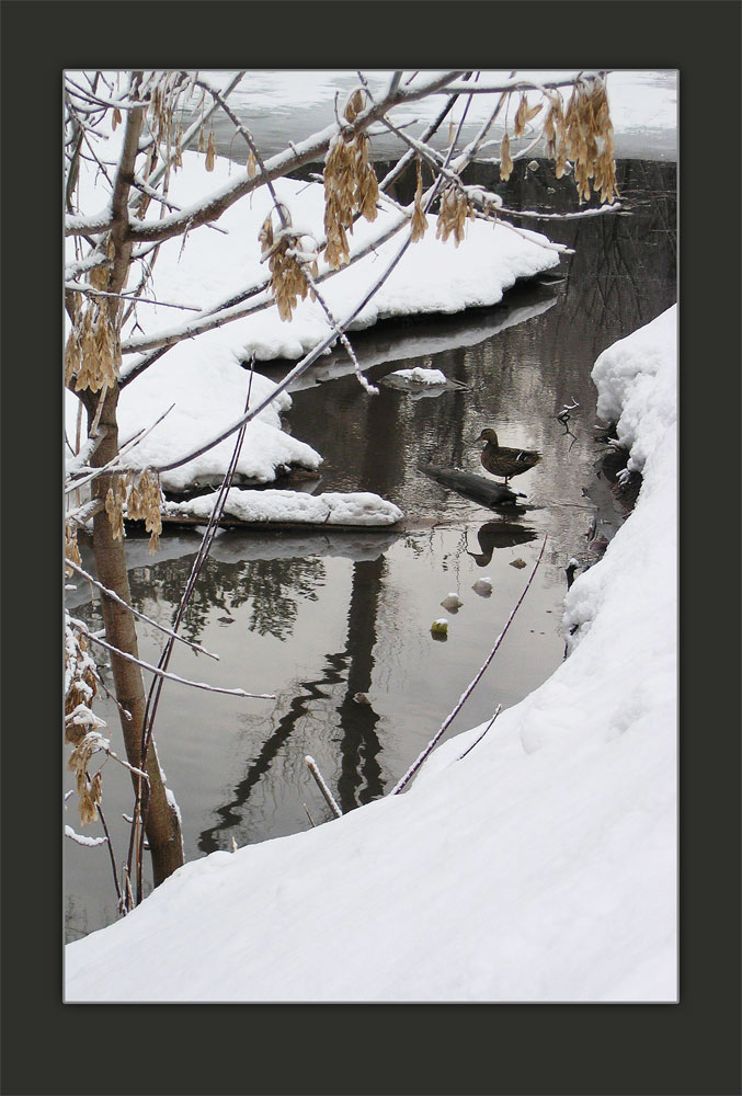 photo "The Japanese motive" tags: nature, landscape, water, wild animals