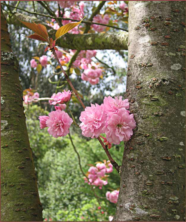 photo "Who is there?" tags: nature, flowers