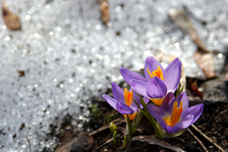 photo "crocuses" tags: misc., 