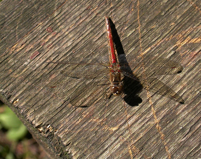 photo "Dragonfly" tags: nature, insect
