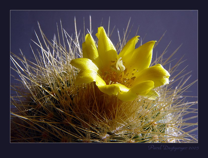 photo "Prickly tenderness" tags: macro and close-up, nature, flowers