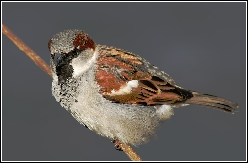 photo "Sparrow" tags: nature, misc., wild animals