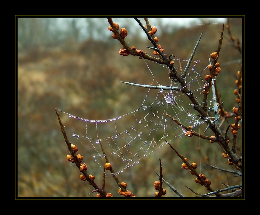 photo "Morning dew..." tags: nature, flowers, insect