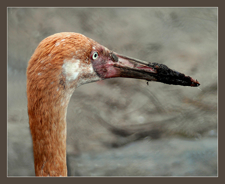 photo "Dirty Crane" tags: portrait, nature, wild animals