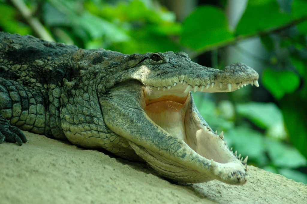 photo "Wanna be my lunch ?" tags: nature, wild animals