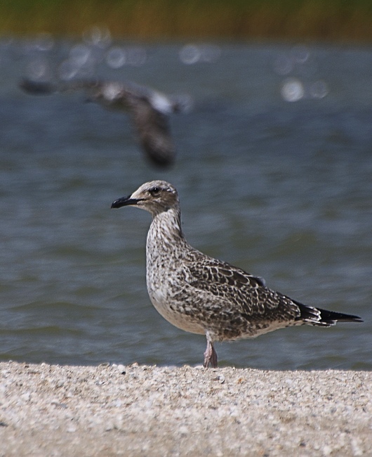 photo "Sulfuric sea gull" tags: nature, wild animals