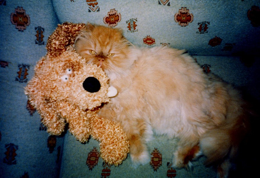 photo "Cat and dog" tags: misc., nature, pets/farm animals