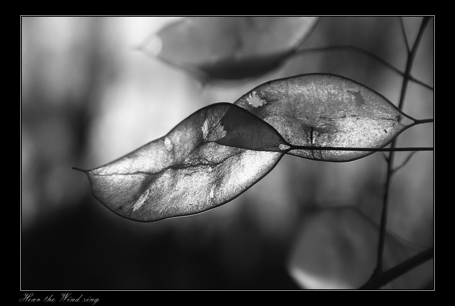 photo "Hear the Wind sing" tags: black&white, landscape, forest