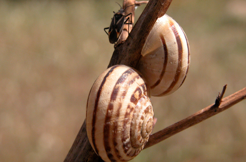 фото "Snails and a friend" метки: макро и крупный план, природа, насекомое