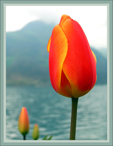 photo "Heart of the Swiss Mountains :)" tags: nature, flowers