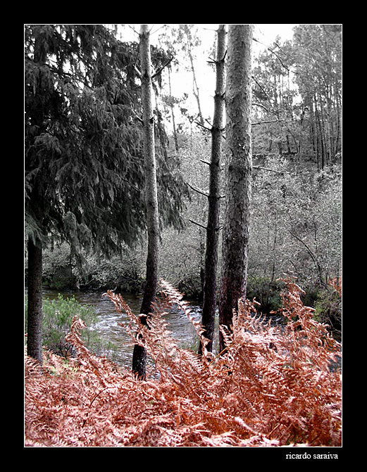 фото "last autumn" метки: пейзаж, лес