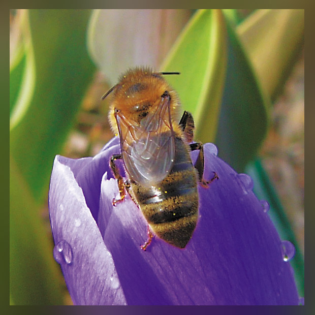 фото "Весеннее пробуждение" метки: макро и крупный план, природа, насекомое