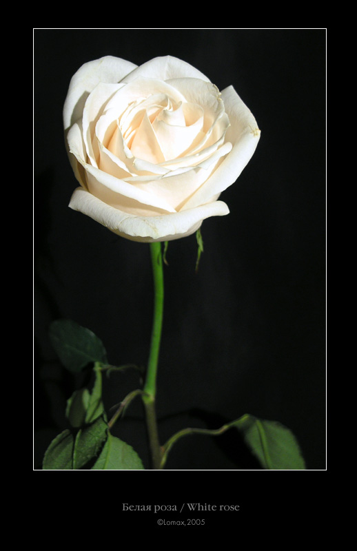 фото "Белая роза" метки: макро и крупный план, натюрморт, 