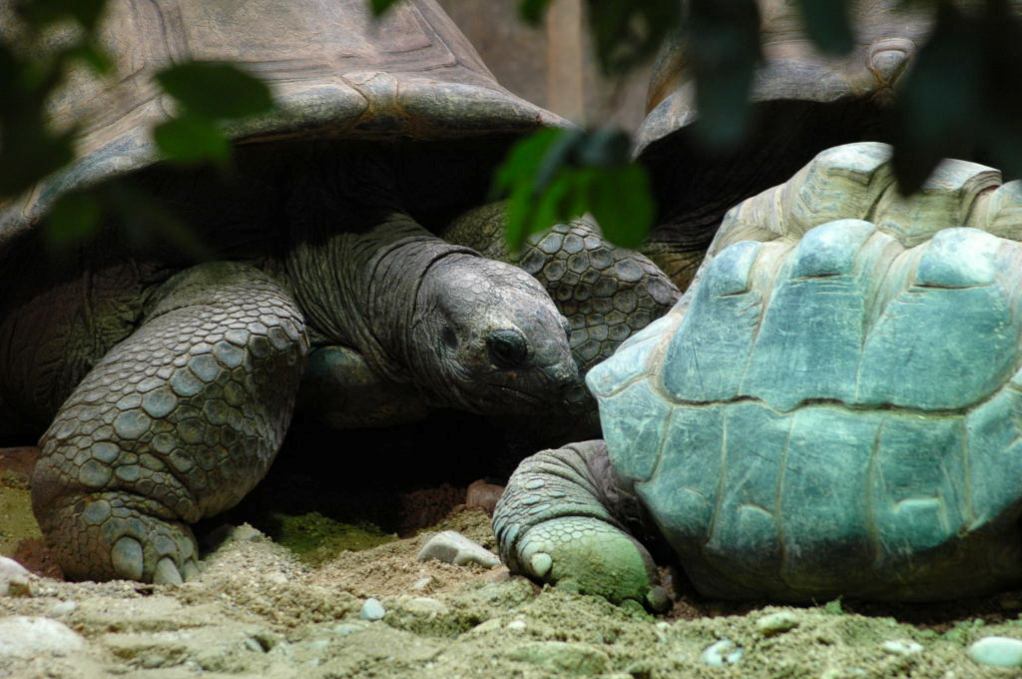 photo "Traffic jam" tags: nature, wild animals