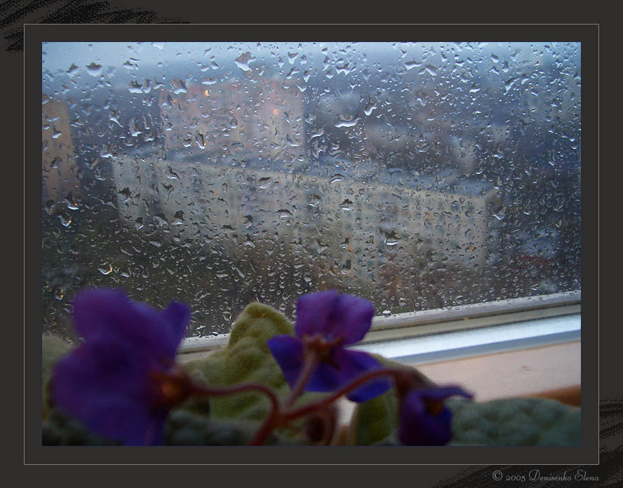 За окном дождь тайпан песня. Цветы на окне и дождь. Цветы на окне зимой. Дождь за окном. Дождь в окне.