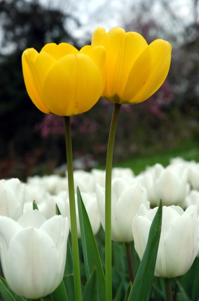 photo "Tulips" tags: nature, macro and close-up, flowers