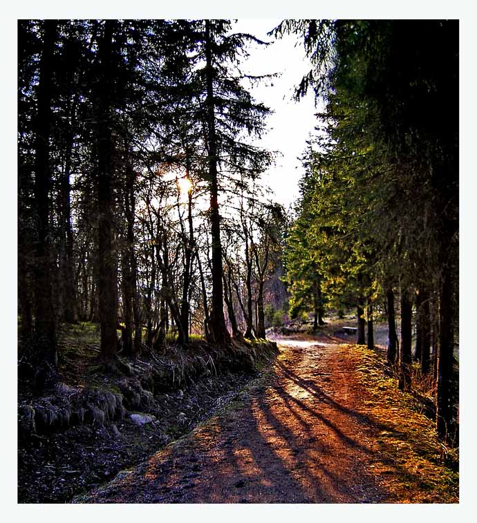 фото "On war home from forest" метки: пейзаж, лес