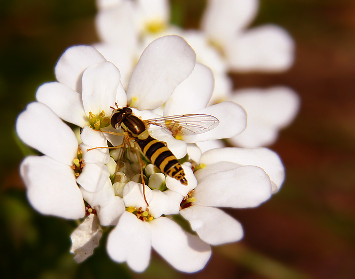 photo "Hoverfly" tags: macro and close-up, nature, insect