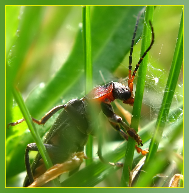 фото "~Приключения любопытного жука~" метки: природа, макро и крупный план, насекомое