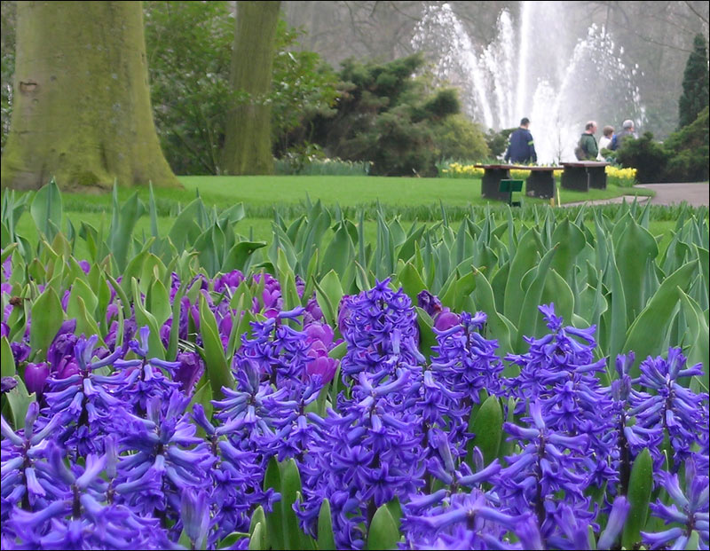 photo "Laying in flowers" tags: landscape, spring