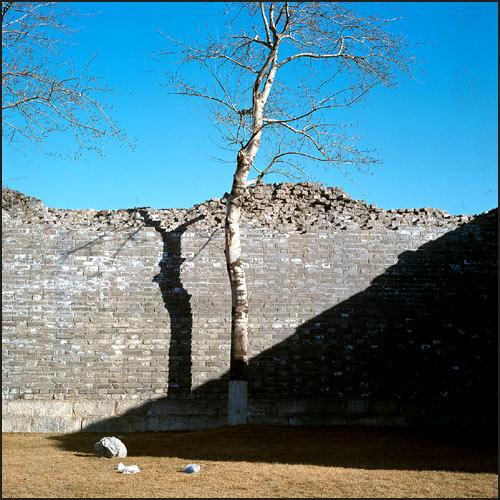 photo "The wall,the tree and their shadow" tags: misc., 