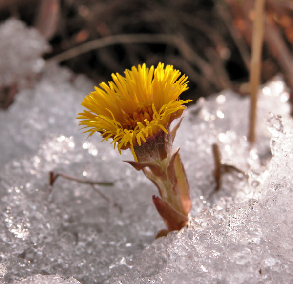 photo "The first displays of spring" tags: landscape, macro and close-up, winter